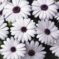 thumbnail image 1 of Osteospermum Flower Garden Seeds - Asti Series - White - 100 Seeds - Annual Flower Gardening Seed - Osteospermum ecklonis - African Daisy, 1 of 2