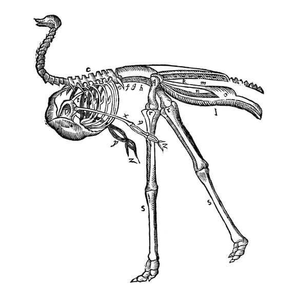 Ostrich 16Th Century. Nskeleton Of An Ostrich. Woodcut From Ambroise Par'S 'Des Monstres Et Prodiges ' 16Th Century.