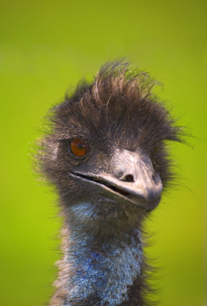 Ostrich Canvas Art - Carson Ganci Design Pics (11 x 17)