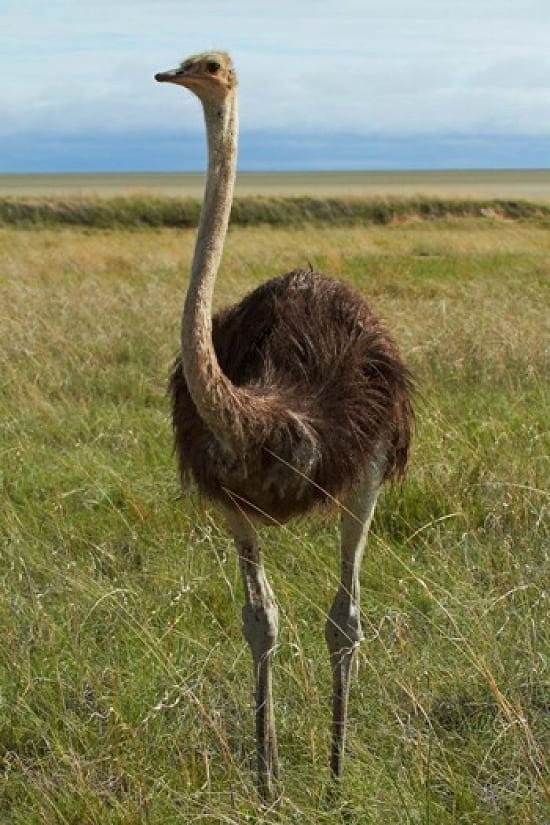 Ostrich Etosha National Park Namibia Canvas Art - David Wall DanitaDelimont (12 x 17)