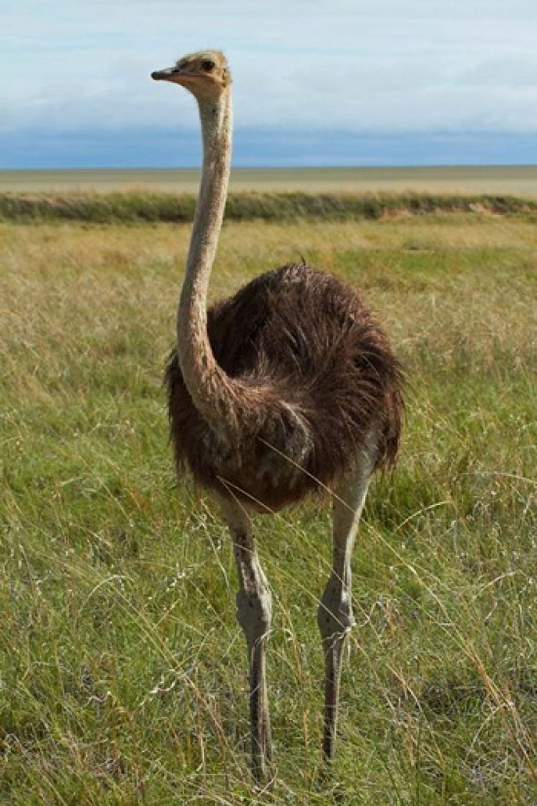 Ostrich Etosha National Park Namibia Canvas Art - David Wall DanitaDelimont (24 x 35)