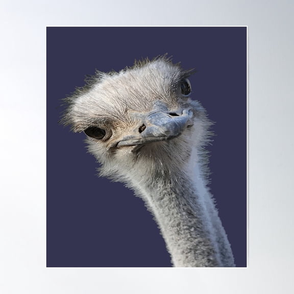 Ostrich Face With Gormless Expression Poster Wall Art, Modern Wall Decor For Living Room Bedroom, 8x12 UNFRAMED