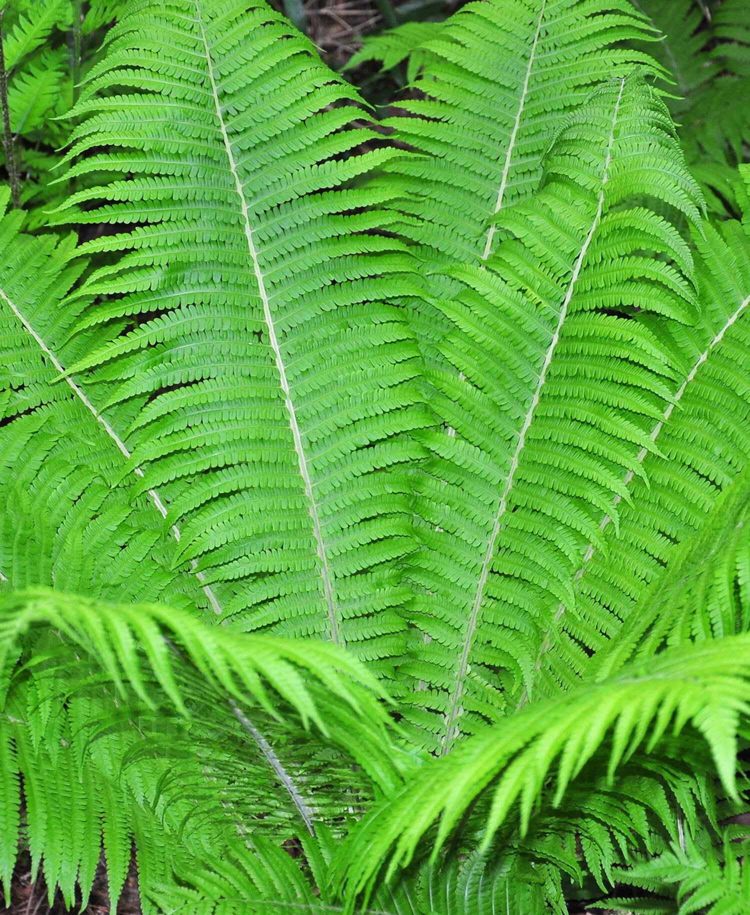 Ostrich Fern 3 root divisions