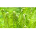thumbnail image 1 of Ostrich Fern Plants for Growing, Fresh Rootstock, Very Attractive Perennail Fern (3 Plants), 1 of 1