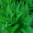 thumbnail image 1 of Ostrich Ferns Rhizomes, Set of 10 Dormant Rhizomes, Suitable for Zones 3-7, 1 of 5