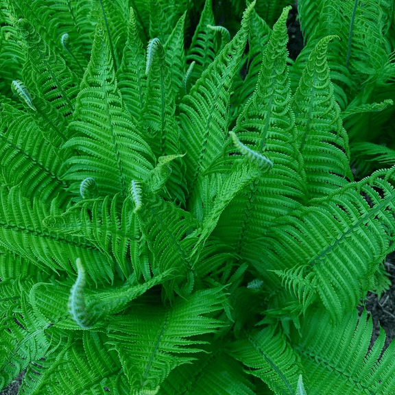 Ostrich Ferns Rhizomes, Set of 10 Dormant Rhizomes, Suitable for Zones 3-7