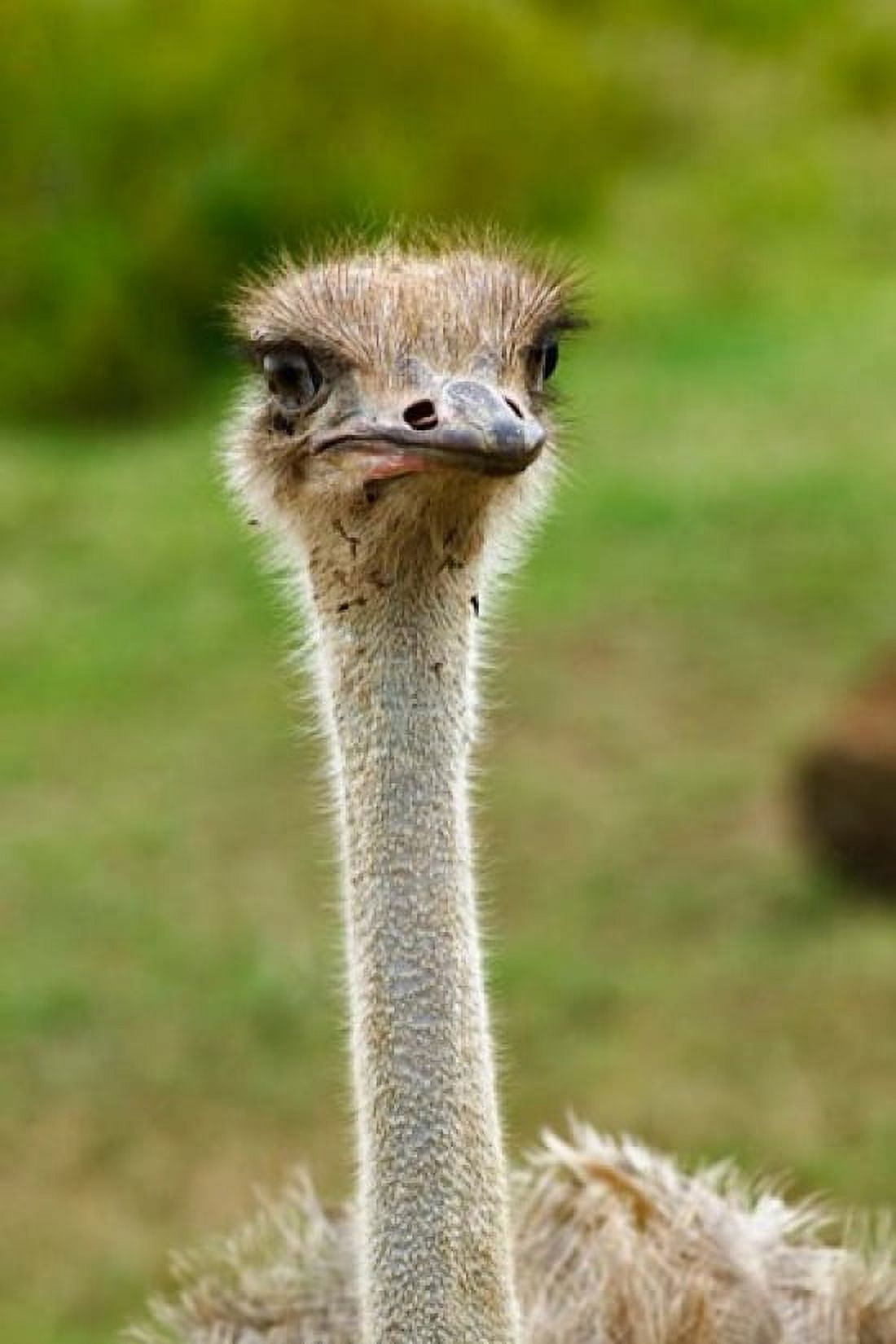 Ostrich Lake Nakuru National Park Kenya Canvas Art - Adam Jones DanitaDelimont (24 x 35)