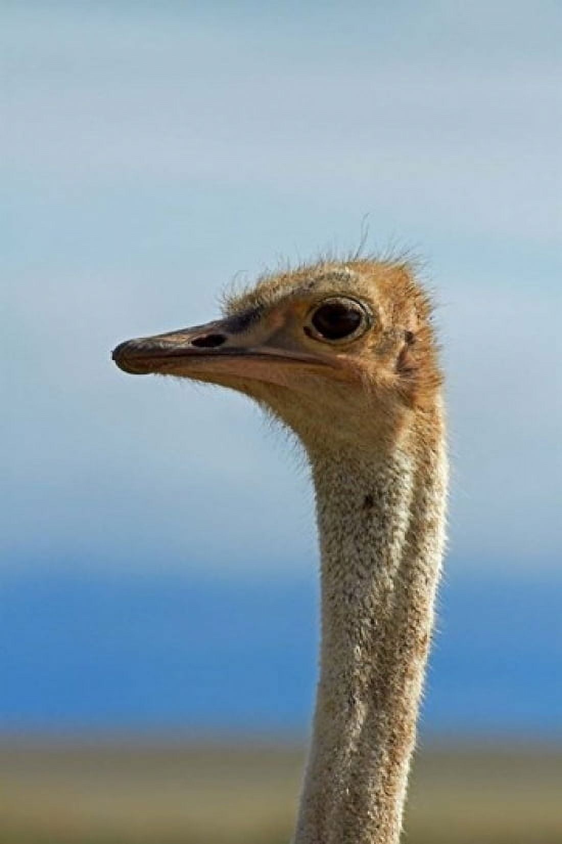 Ostrich Struthio camelus Etosha NP Namibia Africa Canvas Art - David Wall DanitaDelimont (12 x 17)
