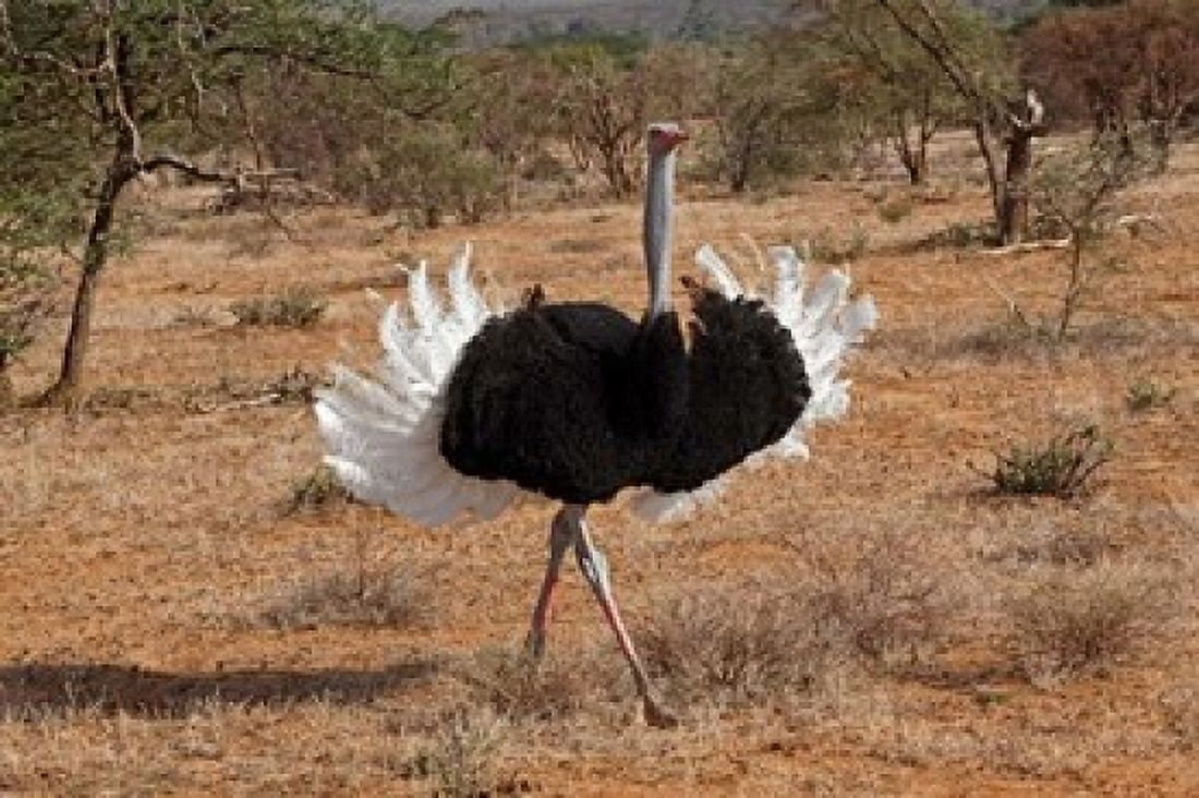 Ostrich bird Samburu National Game Reserve Kenya Canvas Art - Adam Jones DanitaDelimont (35 x 23)