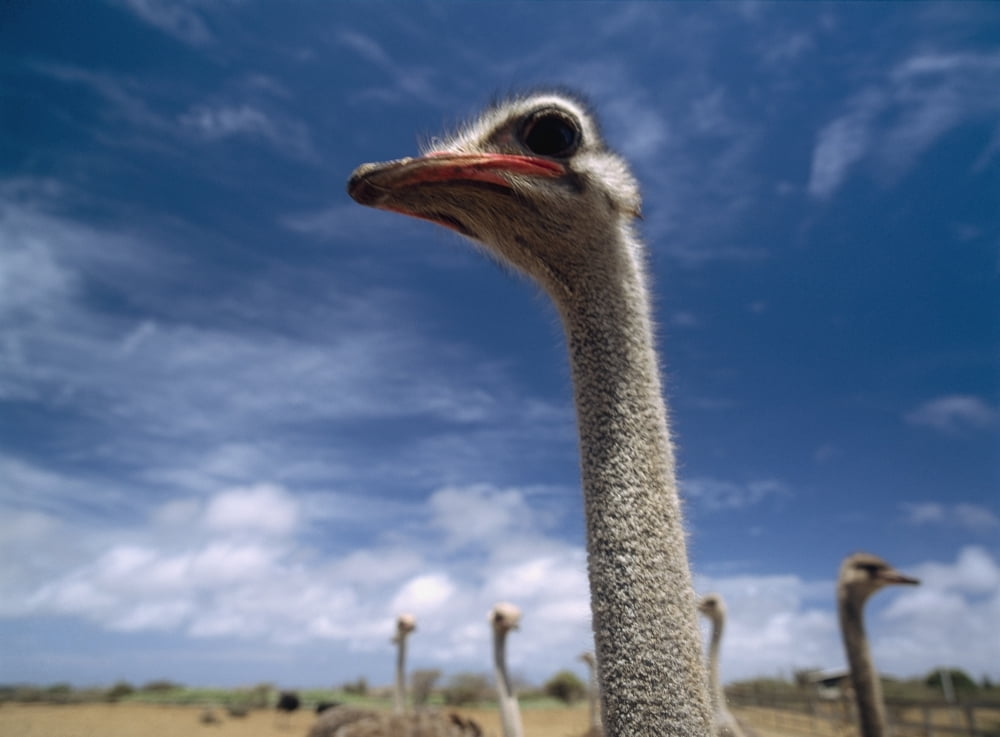 Ostriches On Ostrich Farm Canvas Art - Ian Cumming Design Pics (36 x 26)