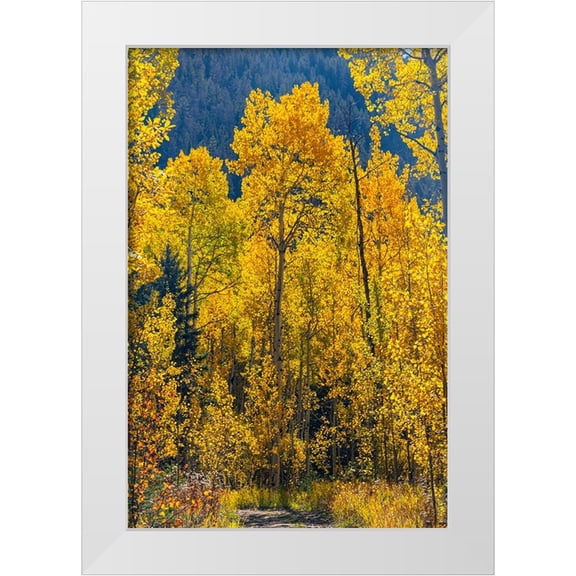 Ostrowitz, Mallorie 11x14 White Modern Wood Framed Museum Art Print Titled - Grouping of aspen trees on a trail-Colorado