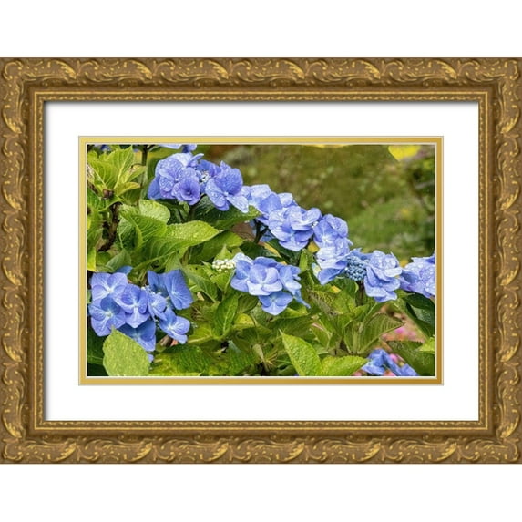 Ostrowitz, Mallorie 14x11 Gold Ornate Wood Framed with Double Matting Museum Art Print Titled - Hydrangea growing in the gardens of Dunvegan Castle in northern Isle of Skye
