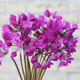 thumbnail image 1 of Ostrowskianum Allium Flower Bulbs Jumbo Pack - 100 Bulbs per Pack - Attracts Butterflies and Hummingbirds - Deer Resistant - Good as Cut Flowers - Perennializing - Easy to Grow Live Plants, 1 of 7
