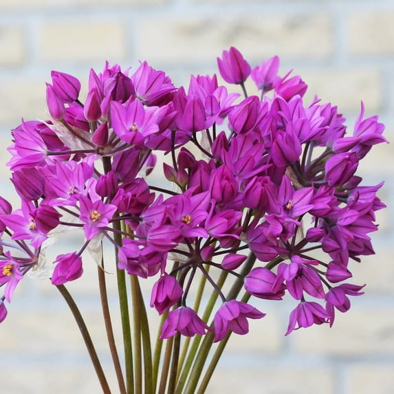 Ostrowskianum Allium Flower Bulbs Jumbo Pack - 100 Bulbs per Pack - Attracts Butterflies and Hummingbirds - Deer Resistant - Good as Cut Flowers - Perennializing - Easy to Grow Live Plants