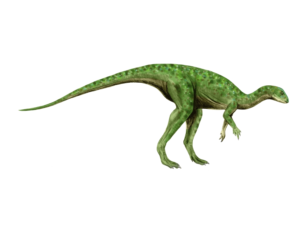 Othnielosaurus dinosaur Canvas Art - Nobumichi TamuraStocktrek Images (33 x 25)