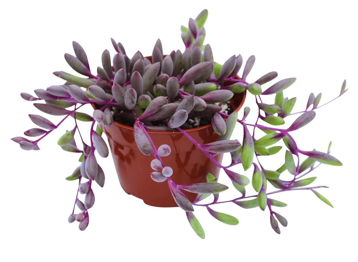 Othonna Capensis 'Ruby Necklace' Succulent Plant 2 Inch for Indoor Outdoor  Home Office Garden Decor - Walmart.com