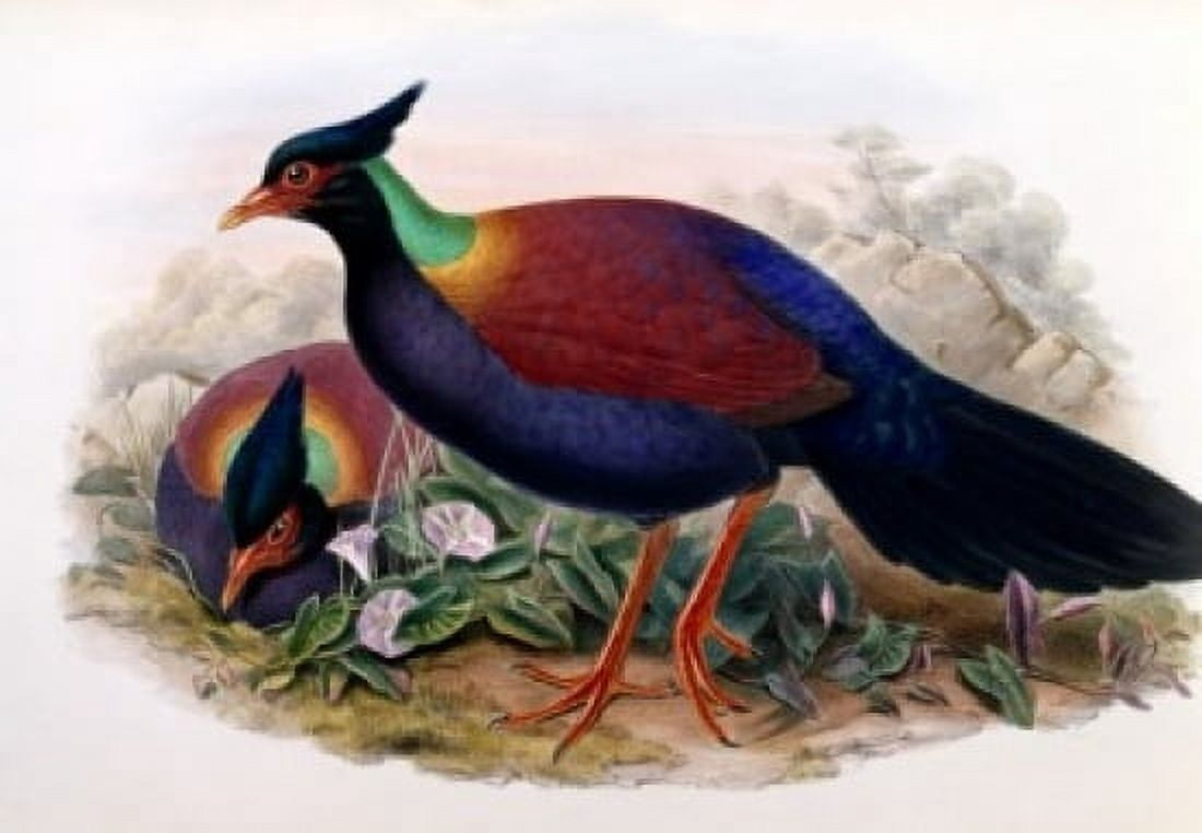 Otidiphaps John Gould (1804-1881 British) Canvas Art - John Gould (24 x 36)