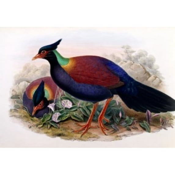 Otidiphaps, John Gould (1804-1881 British) Poster Print (24 x 36)