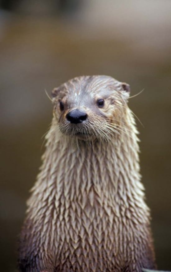 Otter Sanctuary English Otter Buckfast Devon England Canvas Art - Nik Wheeler DanitaDelimont (22 x 35)