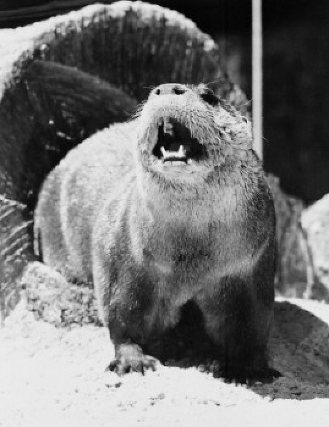 Otter barking Canvas Art - (18 x 24)