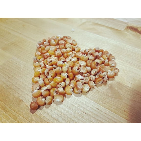 Otto File Orange Polenta Italian Heirloom Flint Corn Eight Row