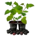 thumbnail image 1 of Ouachita Blackberry Plant - 2 Live Starter Plants - Rubus - Edible Fruit Bearing Bush for Patio and Garden, 1 of 6