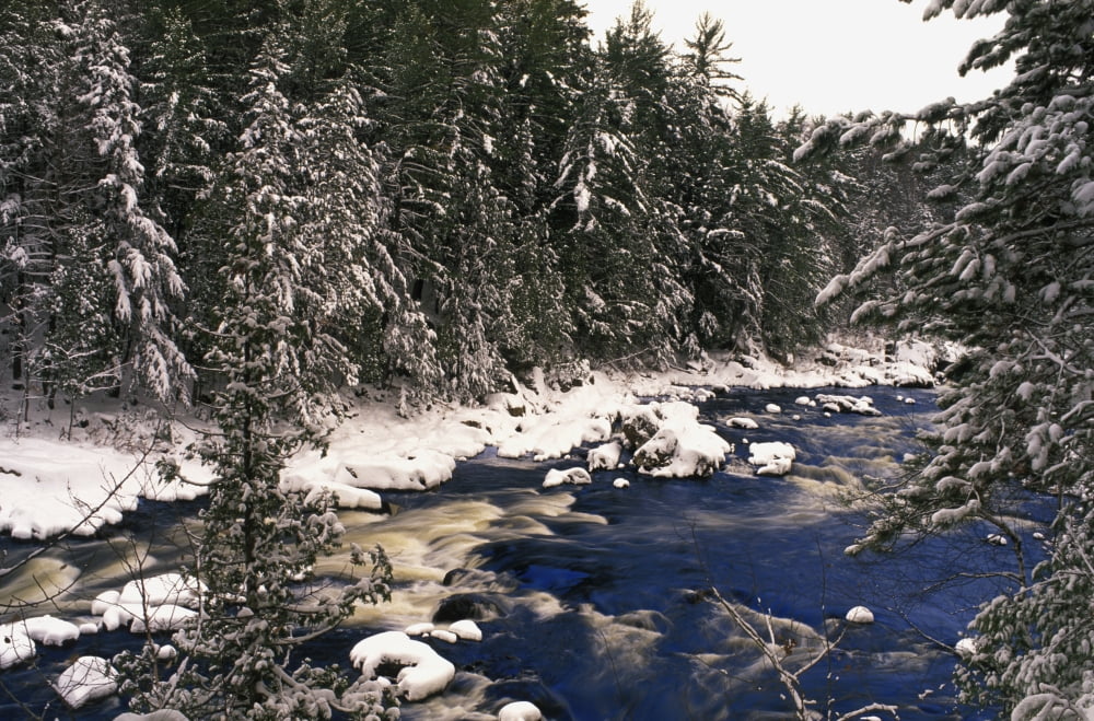 Ouareau River And Snow Covered Evergreen Trees In Winter Rawdon Lanaudiere Quebec Canvas Art - Perry Mastrovito Design Pics (17 x 11)