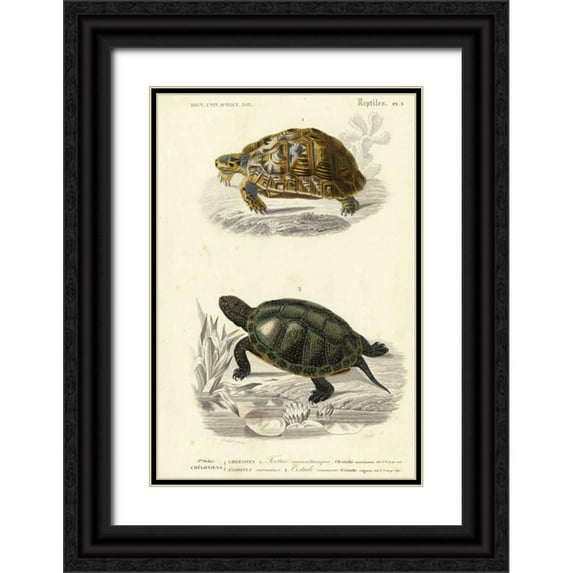 Oudart 23x32 Black Ornate Wood Framed with Double Matting Museum Art Print Titled - Antique Turtle Duo II