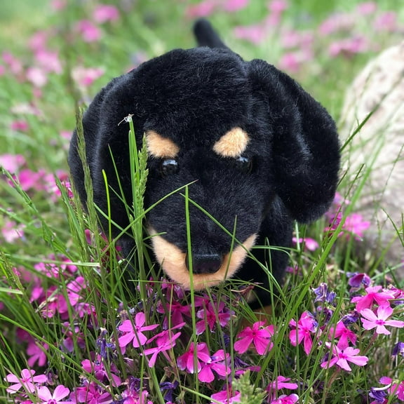 Our Black and Tan Plush Dachshund Puppy Dog