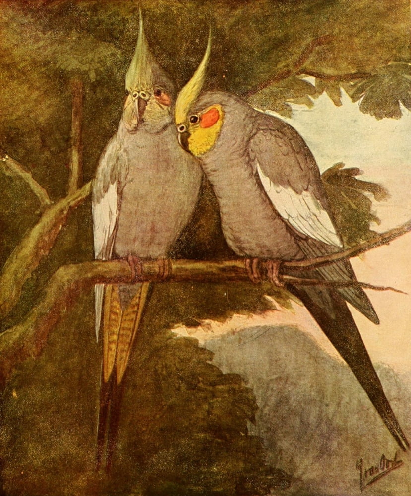 Our Domestic Animals 1907 Grey Parrots Canvas Art - Jan Van Oort (18 x 24)