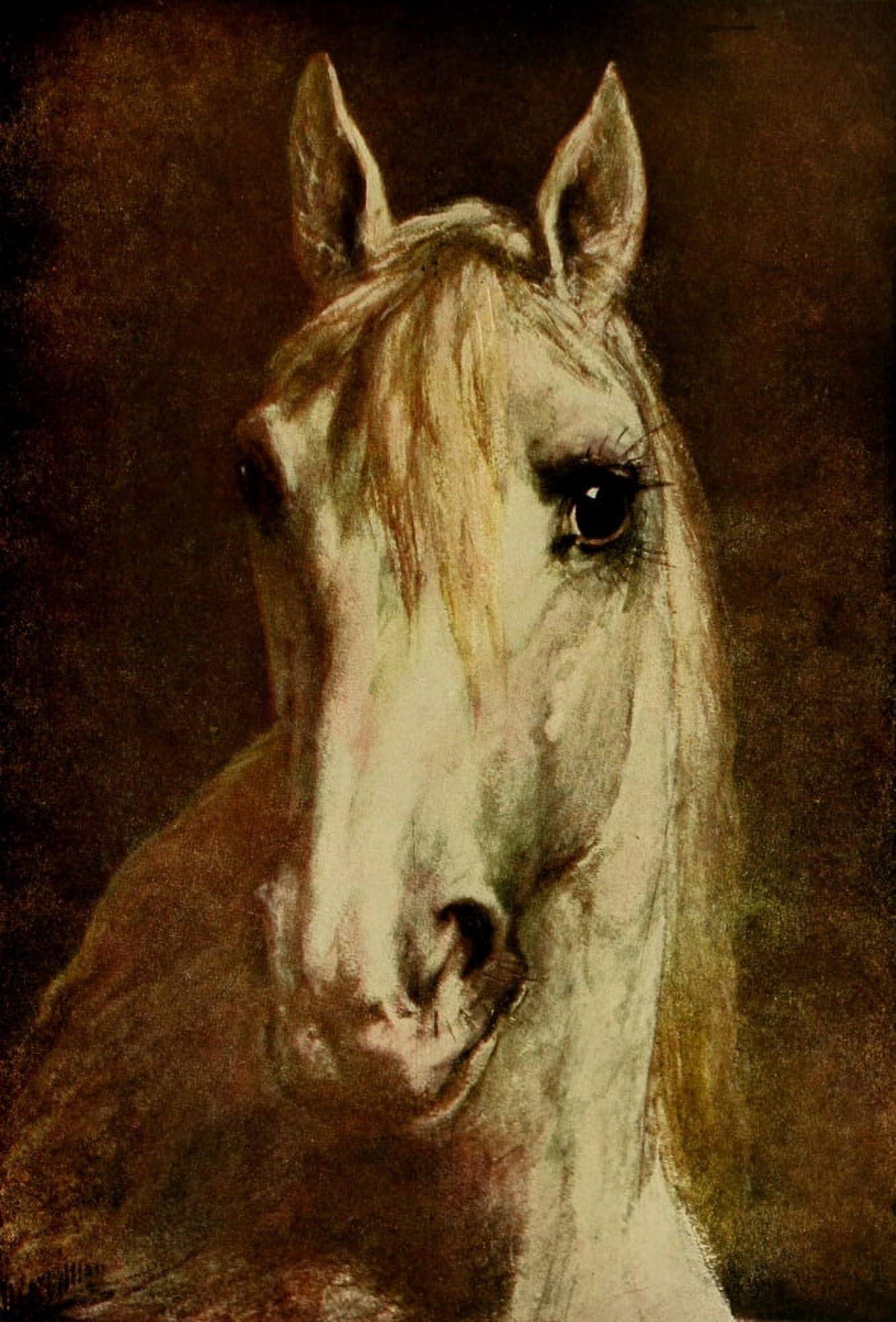 Our Domestic Animals 1907 Horse portrait Canvas Art - Otto Eerelman (18 x 24)