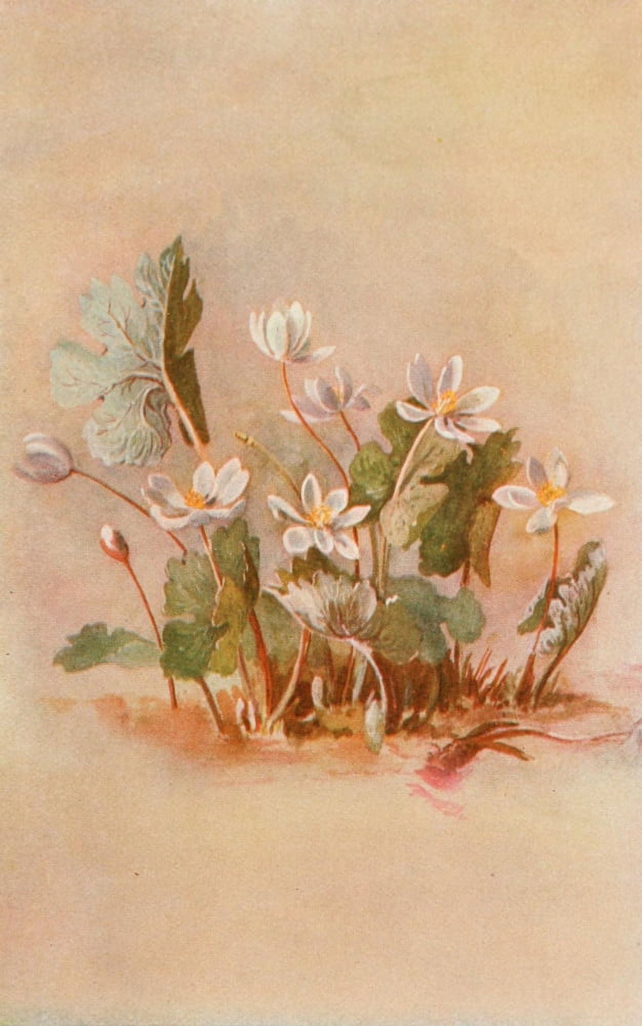 Our Early Wild Flowers 1916 Bloodroot Canvas Art - Eloise P Luquer (18 x 24)