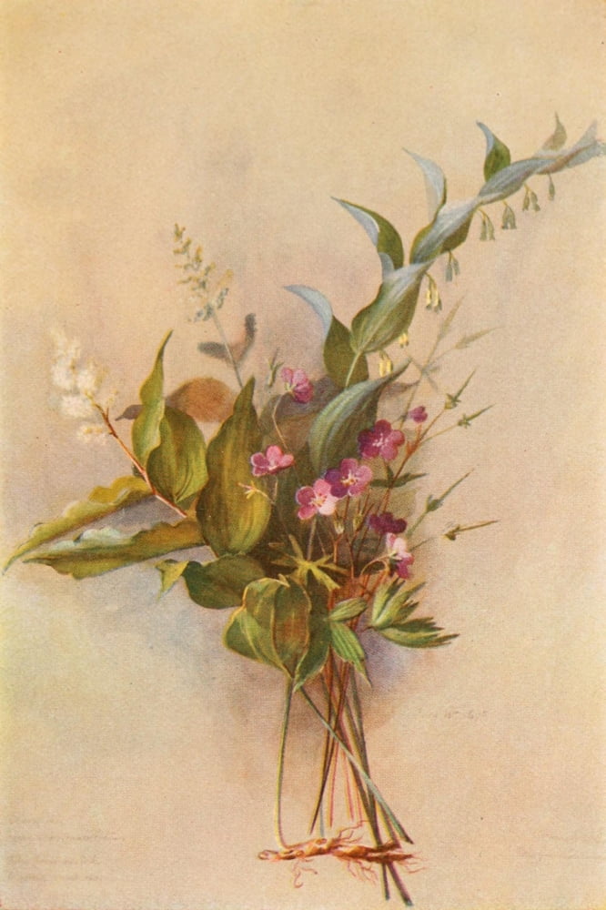 Our Early Wild Flowers 1916 Geranium Canvas Art - Eloise P Luquer (18 x 24)