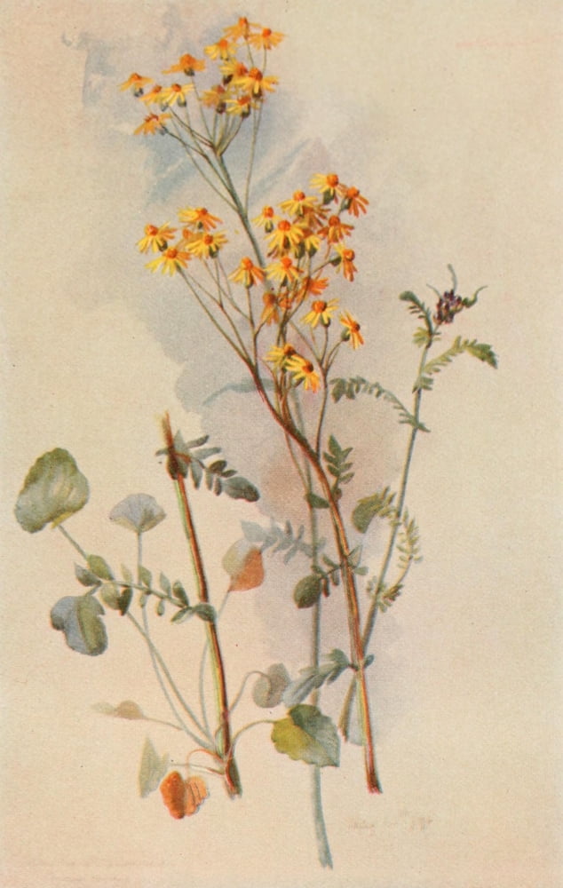 Our Early Wild Flowers 1916 Golden Ragwort Canvas Art - Eloise P Luquer (18 x 24)