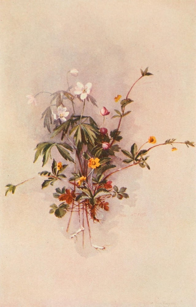 Our Early Wild Flowers 1916 Potentilla Canvas Art - Eloise P Luquer (24 x 36)