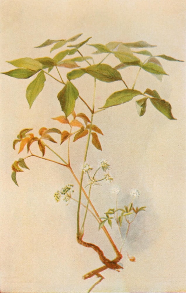 Our Early Wild Flowers 1916 Sarsaparilla Ginseng Canvas Art - Eloise P Luquer (24 x 36)
