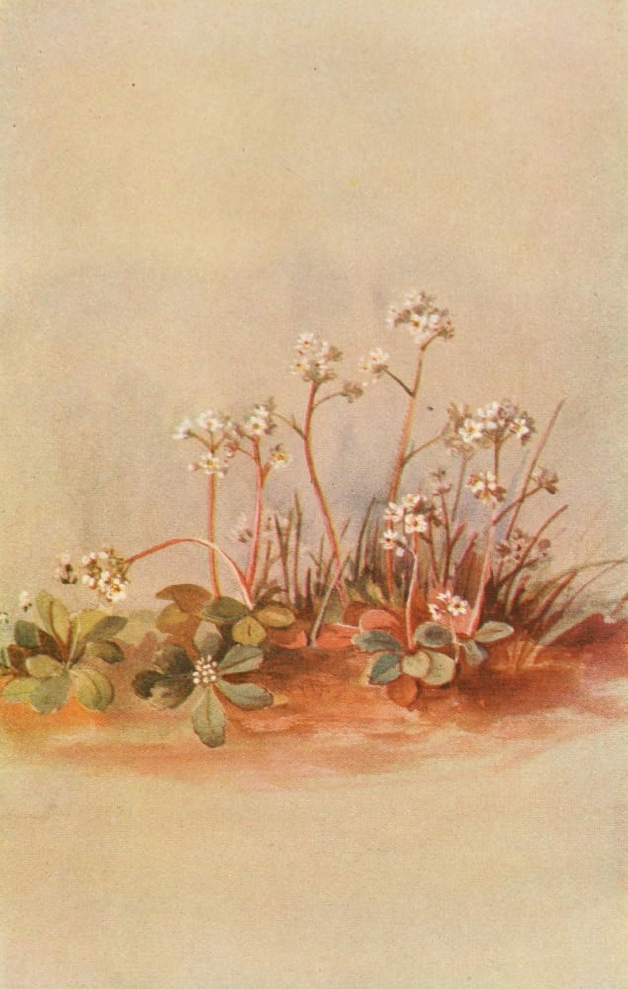 Our Early Wild Flowers 1916 Saxifrage Canvas Art - Eloise P Luquer (18 x 24)