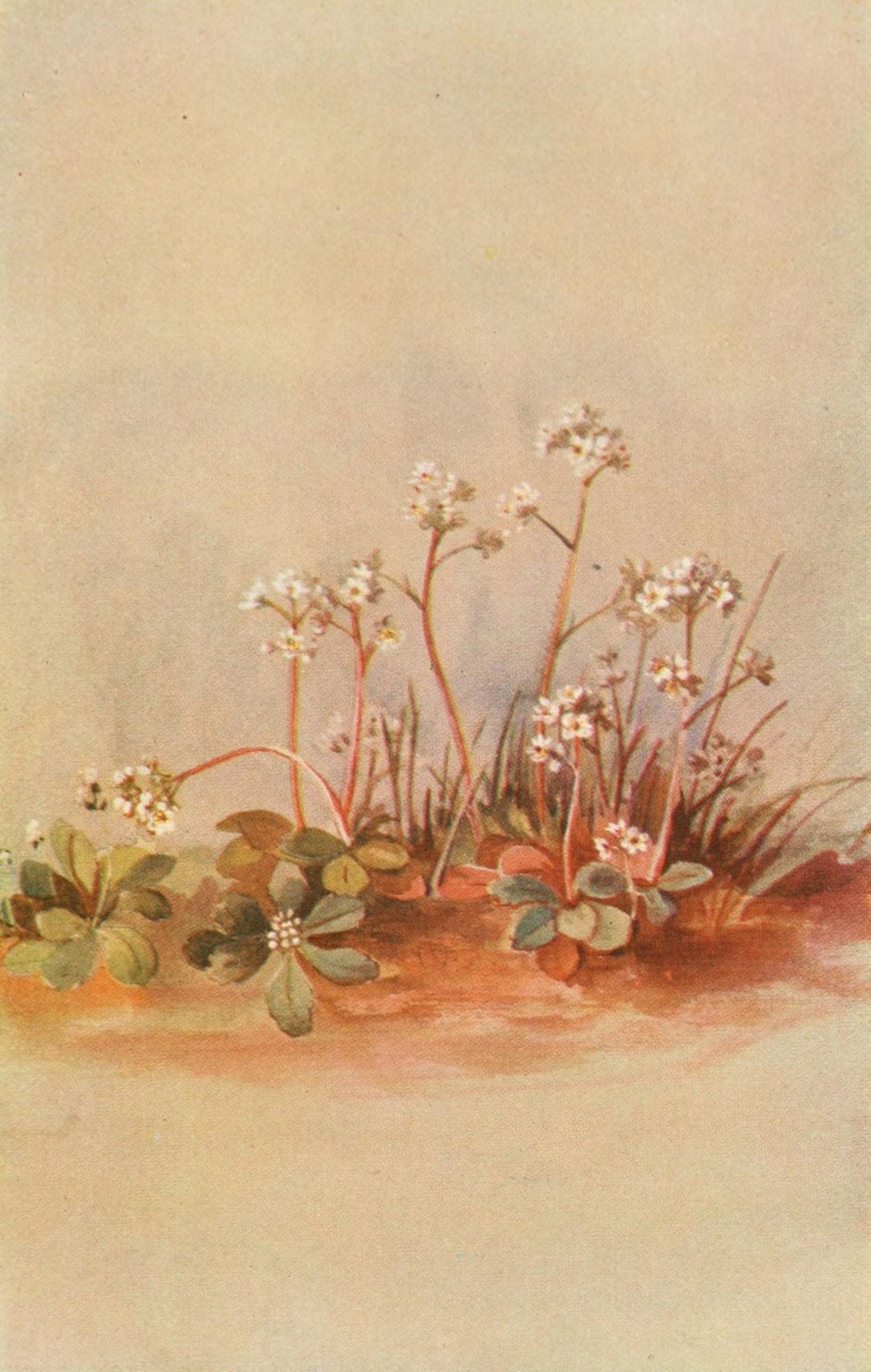 Our Early Wild Flowers 1916 Saxifrage Canvas Art - Eloise P Luquer (24 x 36)