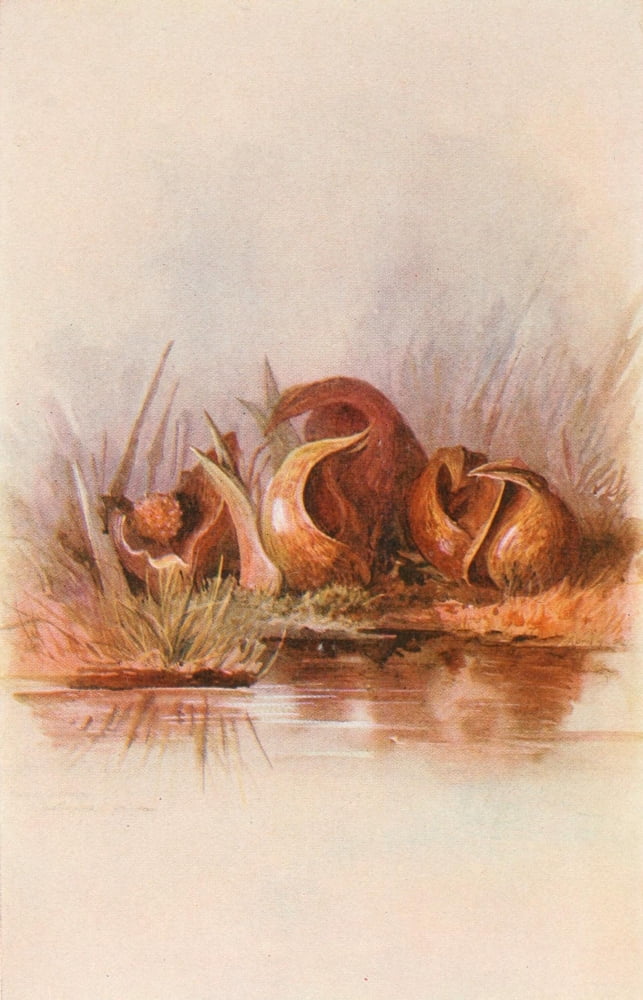 Our Early Wild Flowers 1916 Skunk Cabbage Canvas Art - Eloise P Luquer (24 x 36)