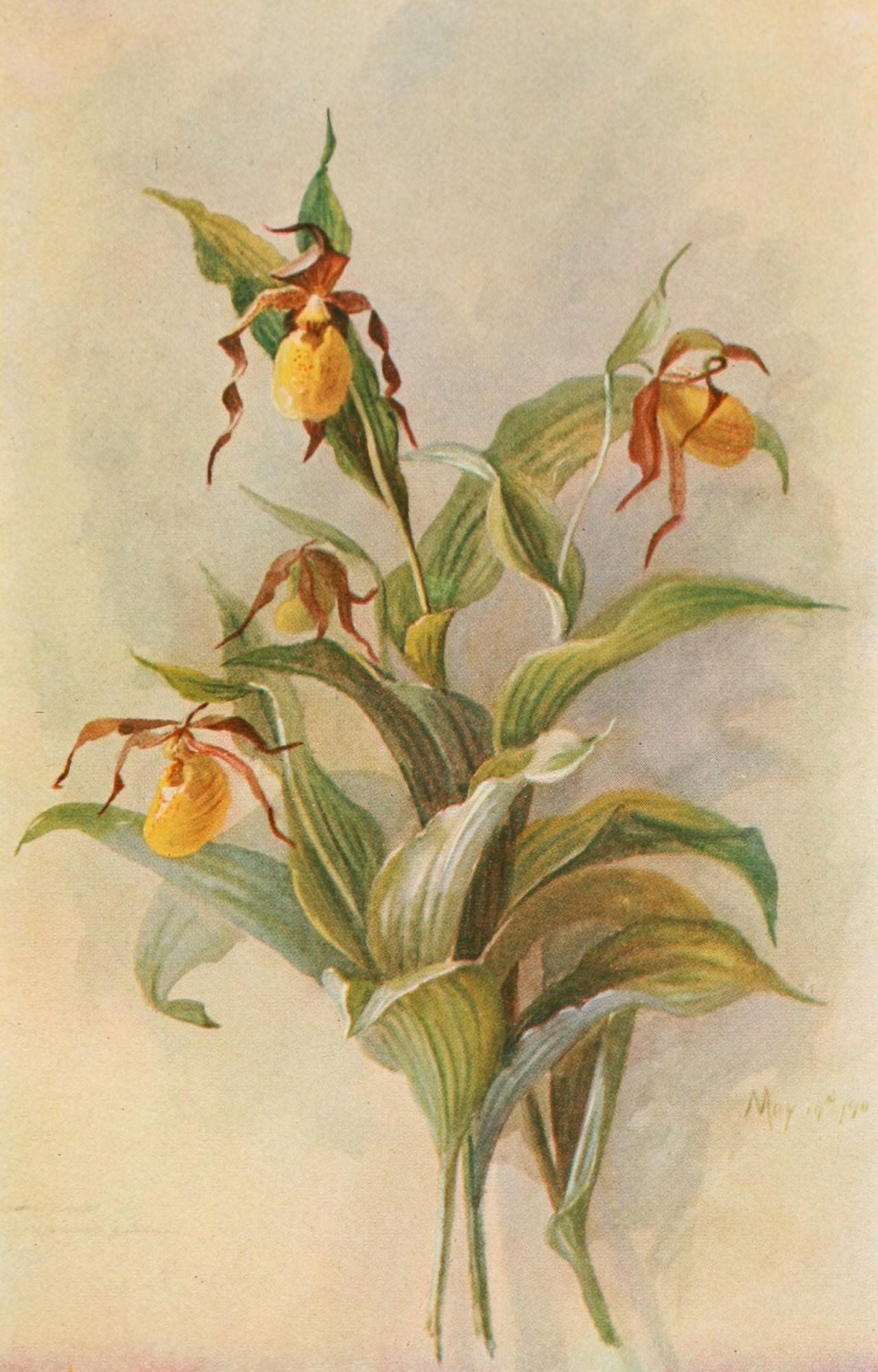 Our Early Wild Flowers 1916 Yellow Ladys Slipper Canvas Art - Eloise P Luquer (18 x 24)