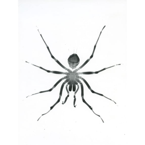 Our Friendly Tarantula Poster Print by Albert Koetsier
