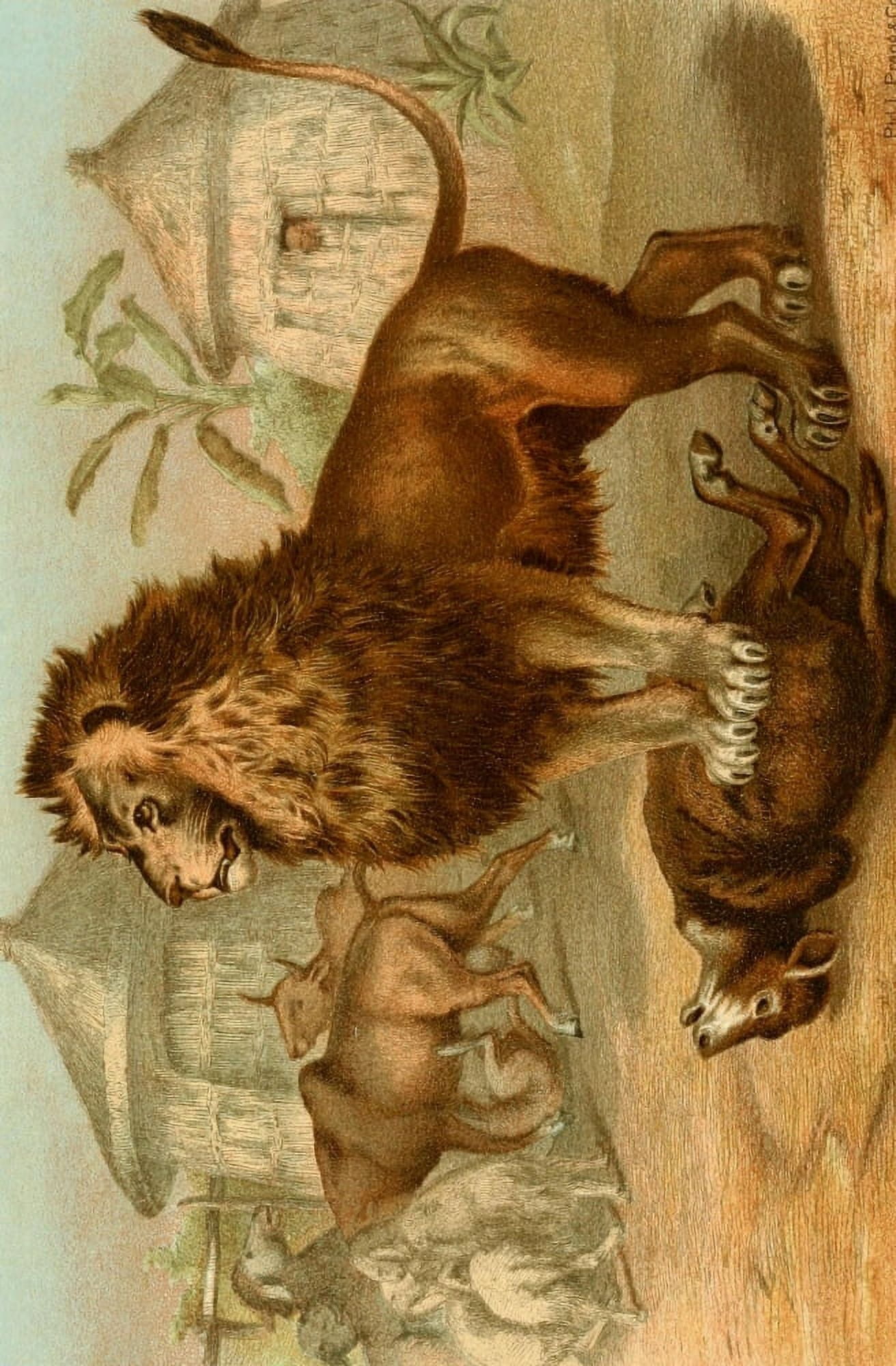 Our Living World 1885 Lion Canvas Art - Unknown (18 x 24)