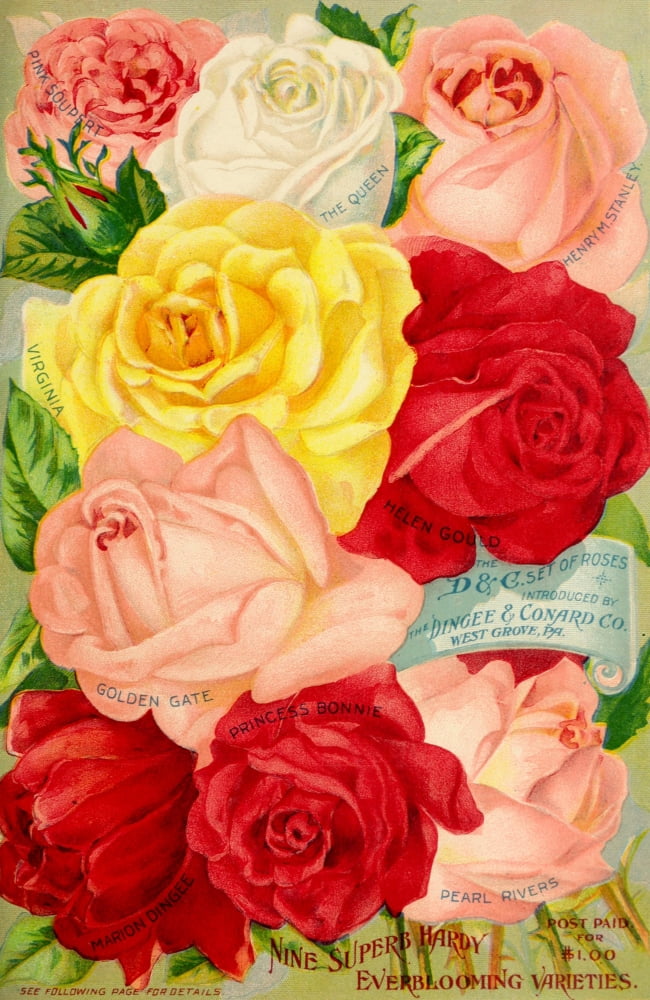 Our New Guide to Rose Culture 1895-1908 Ever-blooming Varieties Canvas Art - Unknown (24 x 36)