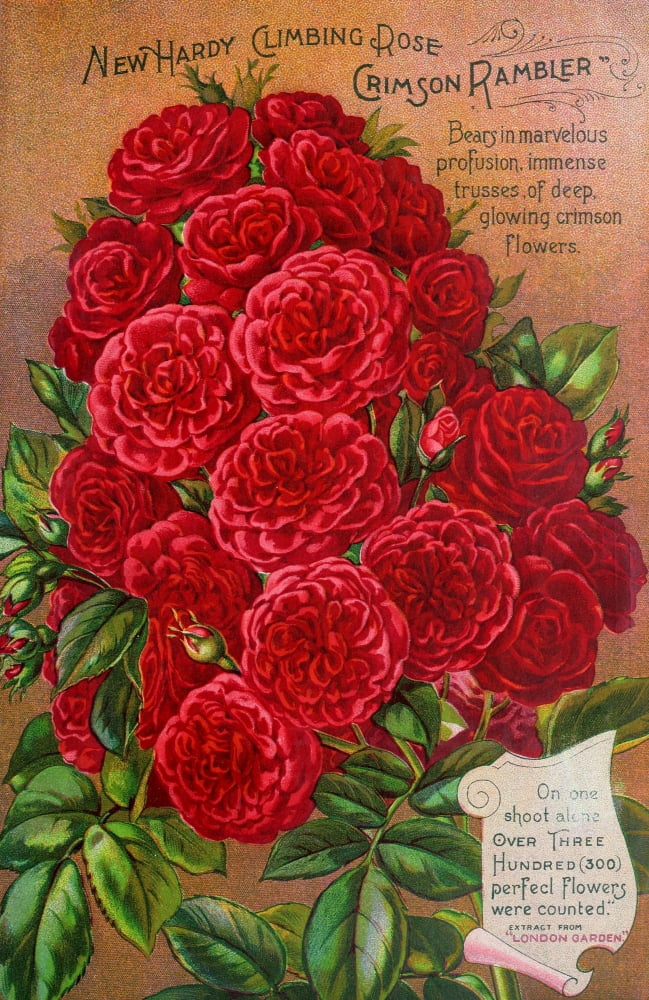 Our New Guide to Rose Culture 1895-1908 New Hardy Climbing Rose Canvas Art - Unknown (24 x 36)