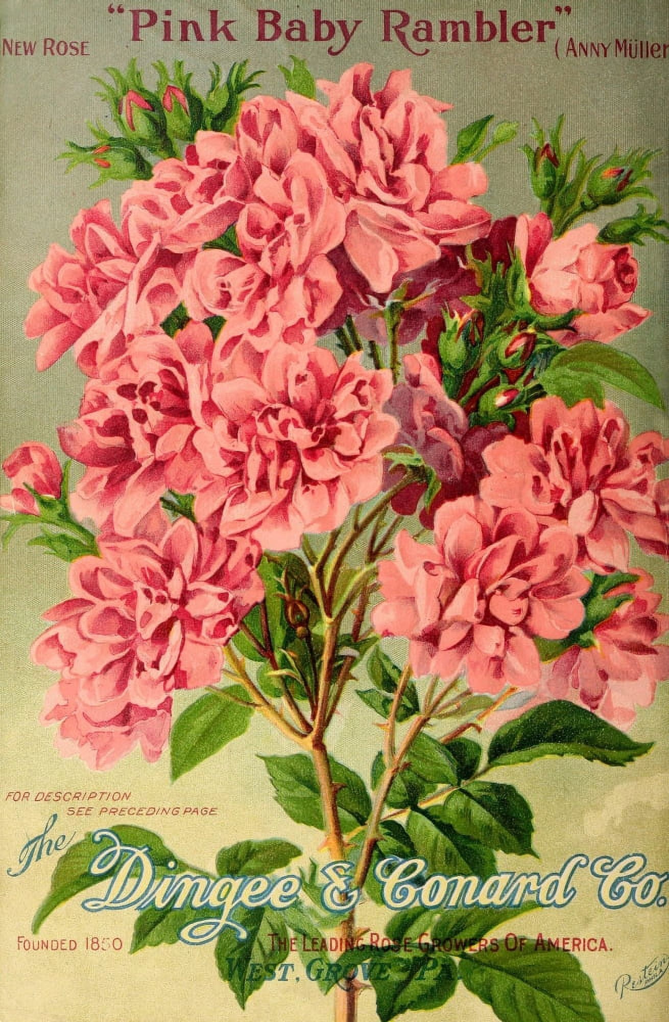 Our New Guide to Rose Culture 1895-1908 Pink Baby Rambler Canvas Art - Unknown (24 x 36)