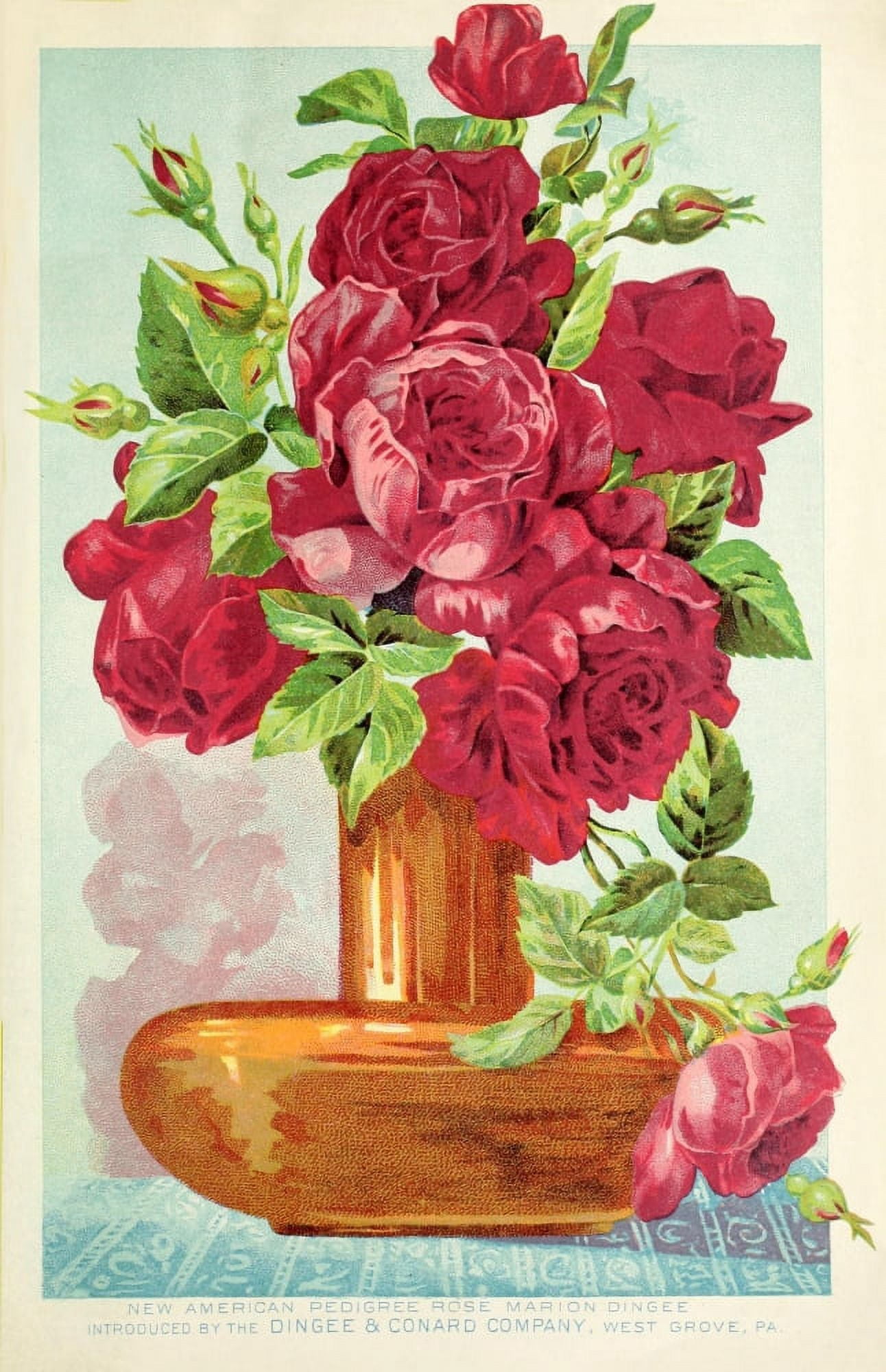 Our New Guide to Rose Culture 1895-1908 Rose Vase Canvas Art - Unknown (18 x 24)