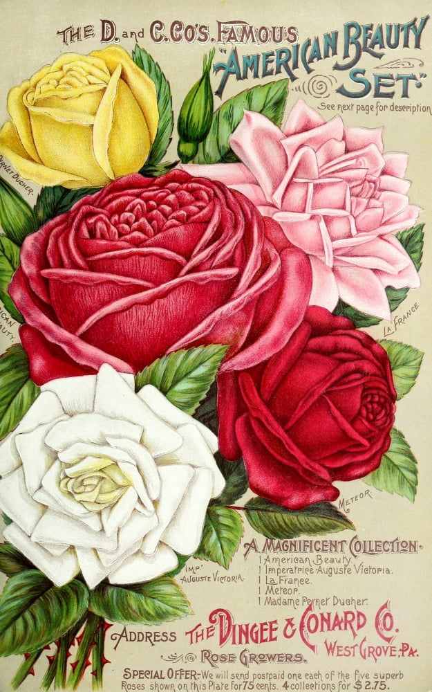 Our New Guide to Rose Culture 1895-1908 Rose cover Canvas Art - Unknown (24 x 36)