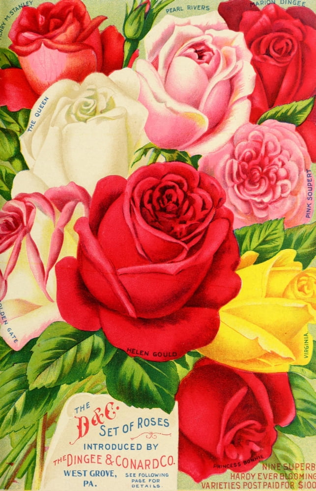 Our New Guide to Rose Culture 1895-1908 Set of Roses Canvas Art - Unknown (18 x 24)
