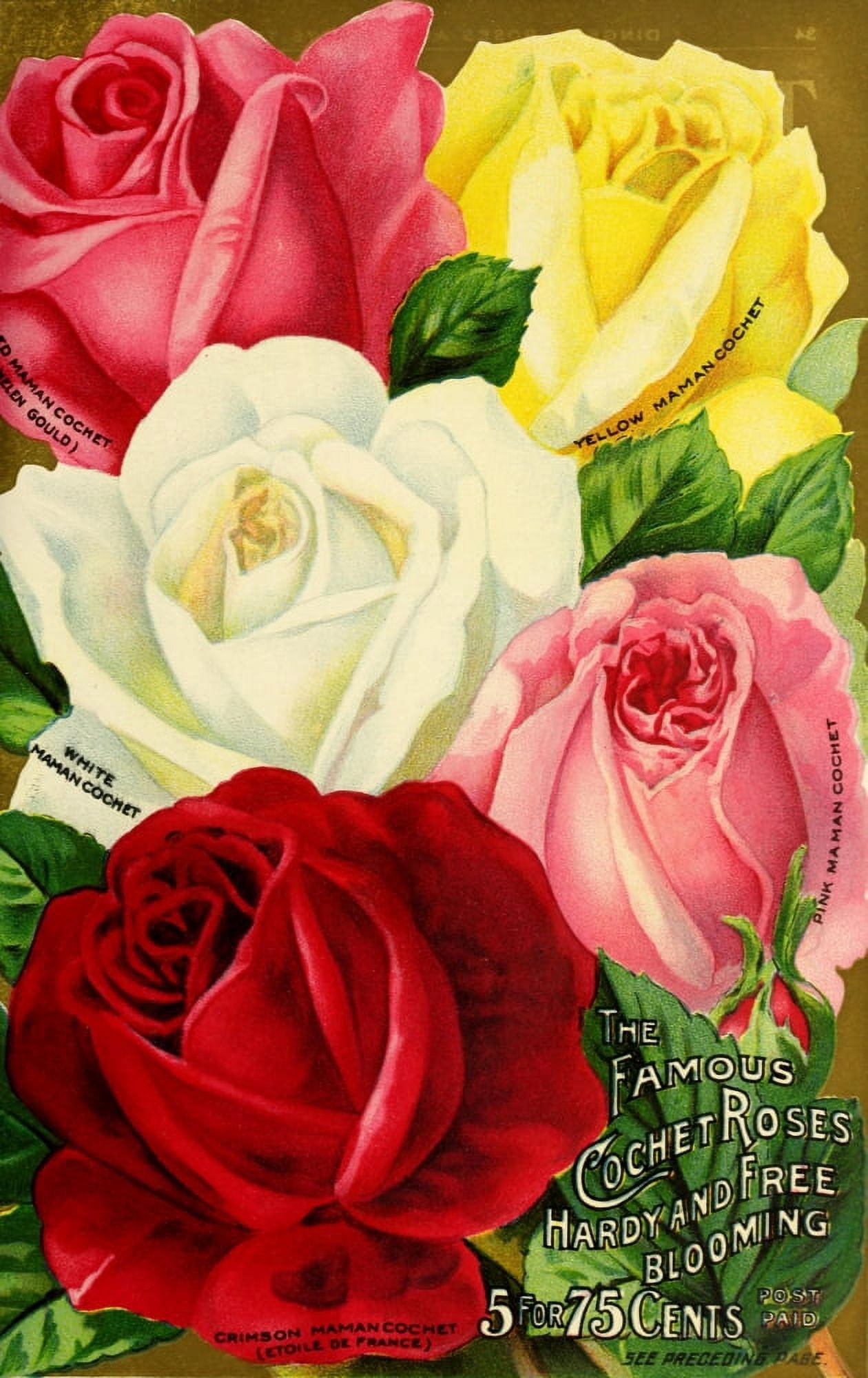 Our New Guide to Rose Culture 1895-1908 The Famous Cochet Roses 1 Canvas Art - Unknown (18 x 24)