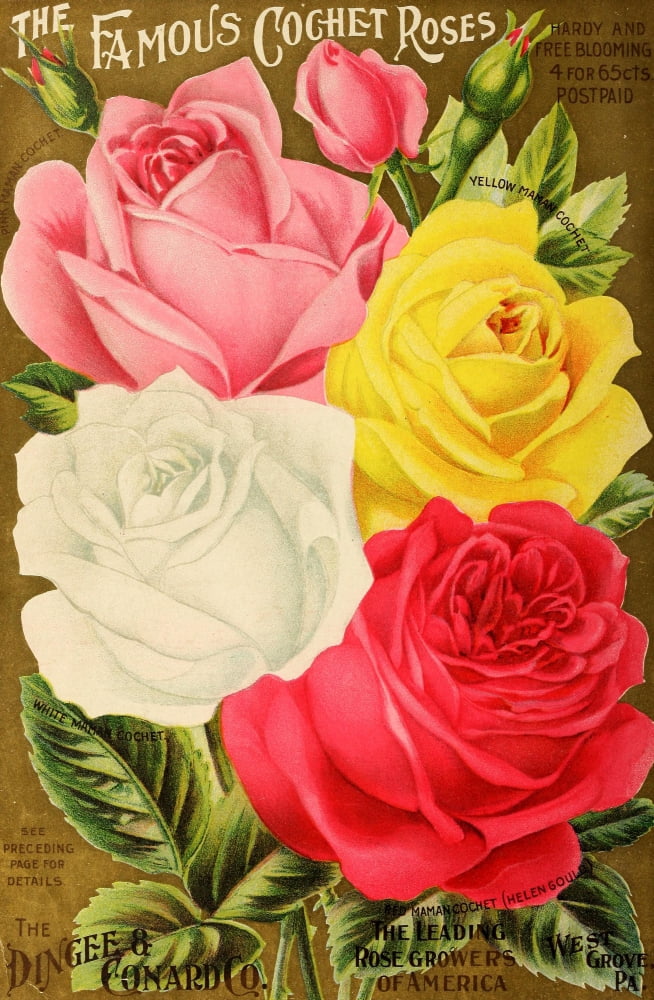 Our New Guide to Rose Culture 1895-1908 The Famous Cochet Roses 2 Canvas Art - Unknown (24 x 36)